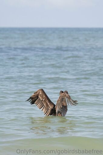 gobirdsbabefree