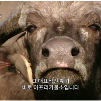 Se Yeon
