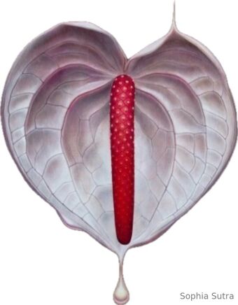 sophiasutra